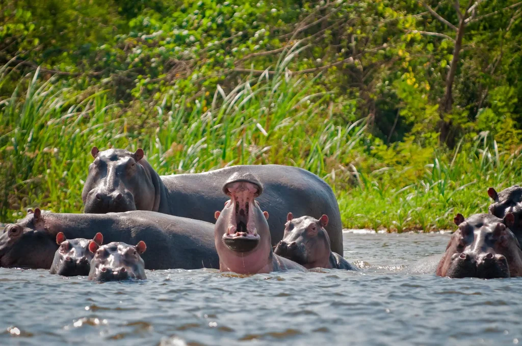 حقایقی از زندگی پابلو اسکوبار: 8 فکت جالب از پادشاه کوکائین 2 اسبهای آبی باغ وحش شخصی پابلو اسکوبار